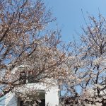 長野市も桜の開花宣言が出ました！