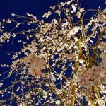 長野市役所の「桜スクエアー」のライトアップ