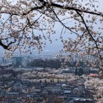長野市  城山公園の桜